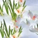 Пленка самоклеящаяся Первоцвет 0,45*7м Изобилие 20 EH-6363